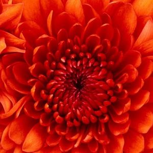 Meet your Posher, Karla